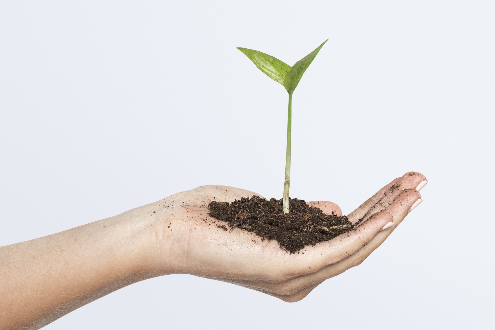 Hands cupping plant business investment